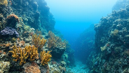 Fototapeta premium Vibrant underwater canyon with golden pillar corals purple sponges and colorful reef walls
