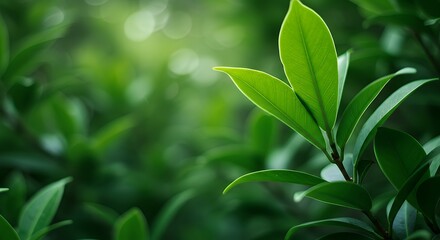 Green leaves nature background can be utilized as wallpaper, screensaver, brochure cover, or as a background for presentations and articles, while also providing copy space for text.