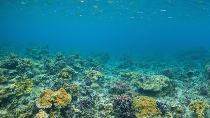 Colorful coral reef with yellow and green table coral featuring a serene sea turtle swimming in the background