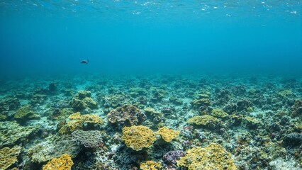 Fototapeta premium Colorful coral reef with yellow and green table coral featuring a serene sea turtle swimming in the background