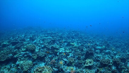 Fototapeta premium Vibrant reef fish swim through intricate blue and gray staghorn coral formations in a captivating underwater maze
