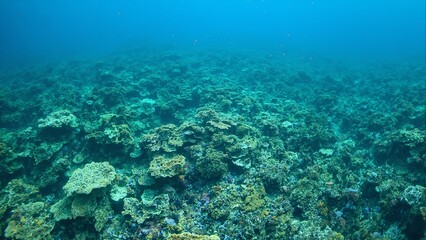 Vibrant green lettuce coral reef with intricate ruffled layers teeming with small fish