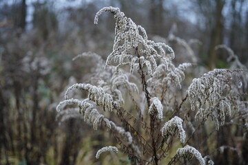goldenrod flower (solidago) during wintertime