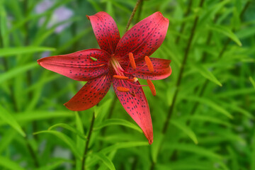 Red lily flowers in nature. Charming blooming tender lily flower - summer background.