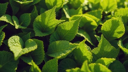 Close-up of vibrant green leaves undergoing photosynthesis, chloroplast,foliage,water