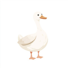 Fototapeta premium white duck isolated on white