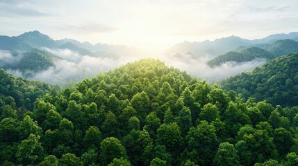 Lush green mountaintop forest at sunrise, aerial view.