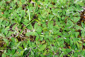 Close up of the Broad Leaved Cudweed showing the hairy covered leaves.