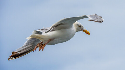 Seagull in Flight Glancing Over its Shoulder