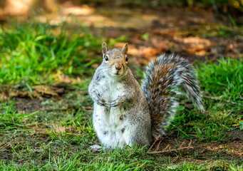 Gray Squirrel Standing Alert