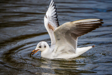 Seagull Picking a Stone from the Water