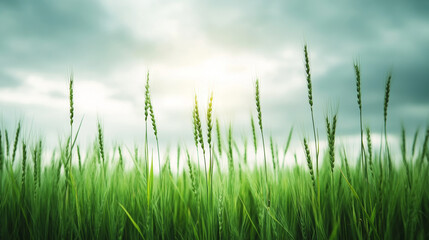 Fototapeta premium Soft sunlight illuminates the tops of green wheat growing in a field under a dramatic cloudy sky