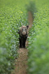 Dzik euroazjatycki, dzik, (Sus scrofa) © Bartosz Rakoczy
