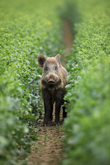 Dzik euroazjatycki, dzik, (Sus scrofa) © Bartosz Rakoczy