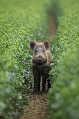 Dzik euroazjatycki, dzik, (Sus scrofa) © Bartosz Rakoczy