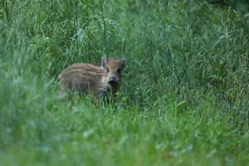 Dzik euroazjatycki, dzik, (Sus scrofa) © Bartosz Rakoczy