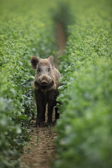 Dzik euroazjatycki, dzik, (Sus scrofa) © Bartosz Rakoczy