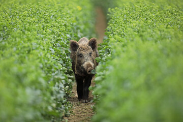 Dzik euroazjatycki, dzik, (Sus scrofa) © Bartosz Rakoczy