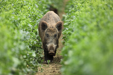 Dzik euroazjatycki, dzik, (Sus scrofa) © Bartosz Rakoczy