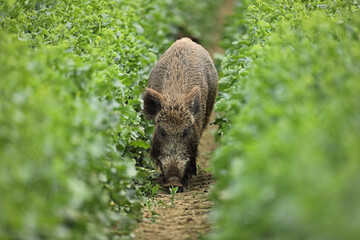 Dzik euroazjatycki, dzik, (Sus scrofa) © Bartosz Rakoczy