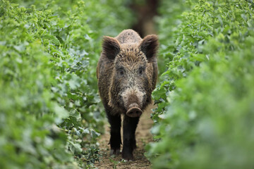 Dzik euroazjatycki, dzik, (Sus scrofa) © Bartosz Rakoczy