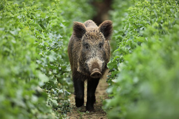 Dzik euroazjatycki, dzik, (Sus scrofa) © Bartosz Rakoczy