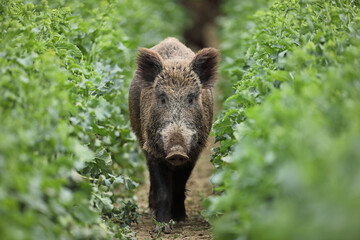 Dzik euroazjatycki, dzik, (Sus scrofa) © Bartosz Rakoczy