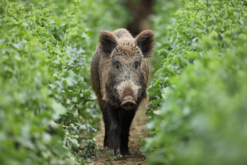 Dzik euroazjatycki, dzik, (Sus scrofa) © Bartosz Rakoczy