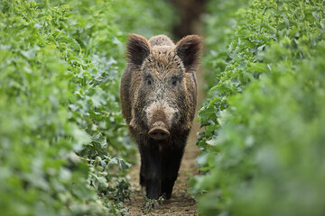 Dzik euroazjatycki, dzik, (Sus scrofa) © Bartosz Rakoczy