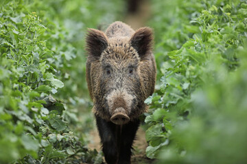Dzik euroazjatycki, dzik, (Sus scrofa) © Bartosz Rakoczy