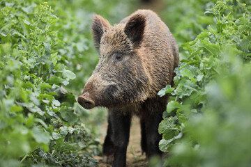 Dzik euroazjatycki, dzik, (Sus scrofa) © Bartosz Rakoczy