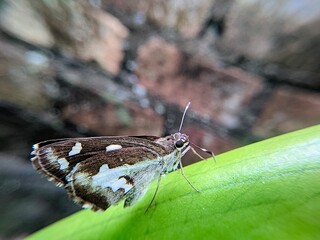 small butterfly with cute brown white pattern. Photo taken using additional lens, macro lens.