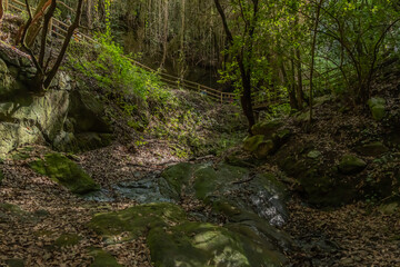 Obraz premium stream in the forest