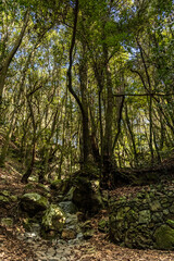 path in the woods