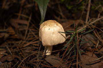 mushroom in the grass