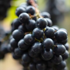 Fototapeta premium Black grapes in a soft, dreamy style. Hazy lighting creates a soft focus effect, emphasizing the smooth texture of the grapes