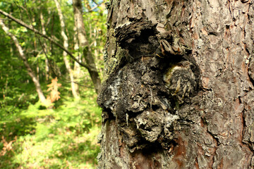 Close up of the fungus Inonotus obliquus erupting from the trunk of a pine tree, also 