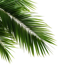 Lush Green Palm Frond  Tropical Leaf  Exotic Foliage  Nature Background  Summer  Vacation