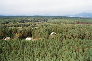 pine grove in Hradcany in Czechia on 7. October 2024 on color film - blurriness and noise of scanned 35mm film were intentionally left in image