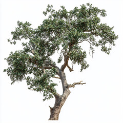 Tall Oak Tree with Sprawling Branches and Dense Green Leaves Isolated on White Background