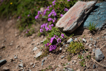 Mongolian beautiful flowers