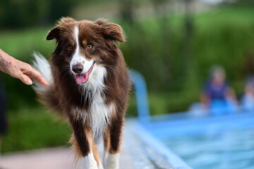 Dogwalk. Brauner Hütehund geht am Beckenrand eines Pools entlang