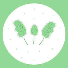 Fresh green spinach leaves in white circle on green background