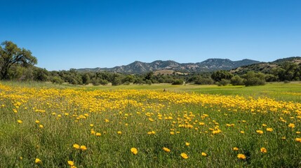 Vibrant Yellow Wildflowers Blooming on a Clear Sunny Day