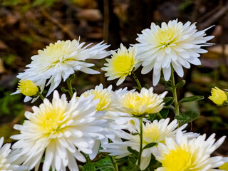 Close-up of yellow-white flowers of Chrysanthemum koreanum in autumn.