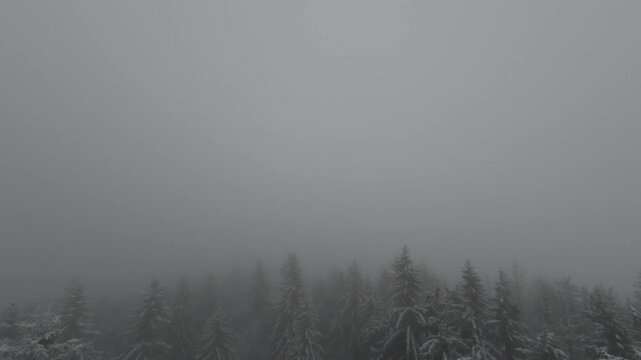 snowy forest in fog from drone
