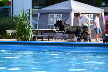 Hundesport am Pool. Schwarzer Labrador springt in Pool um Dummy zu holen