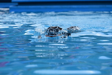 Hundesport am Pool. Schwarzer Labrador springt in Pool um Dummy zu holen