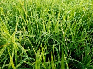 Green grass with dew drops in the morning. Natural background.