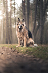 Dumnie siedzący stary owczarek niemiecki © af-mar